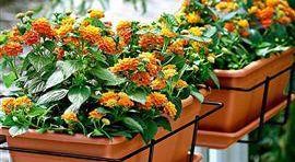 JARDINAGE